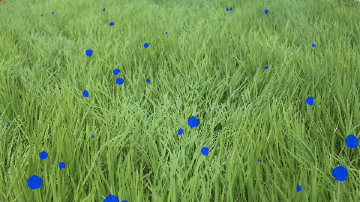 Floating Image - Field -
